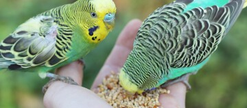 Zwei Wellensittiche picken aus einer Hand