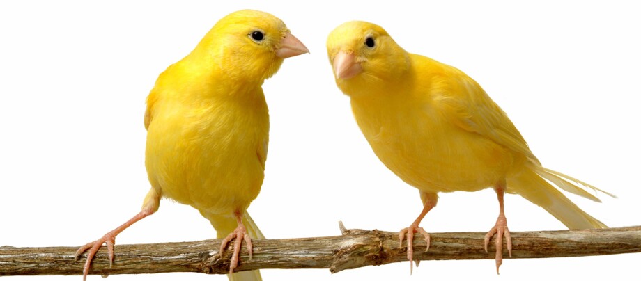 Zwei Kanarienvögel auf einem Ast.