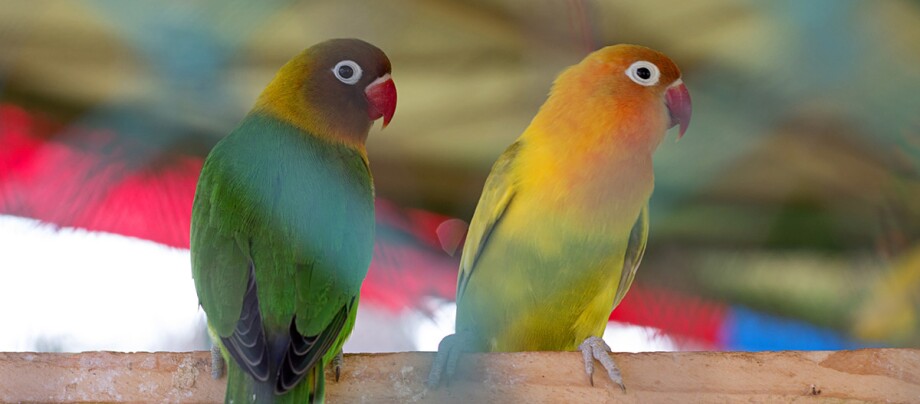 Zwei Papageien sitzen auf einer Stange.