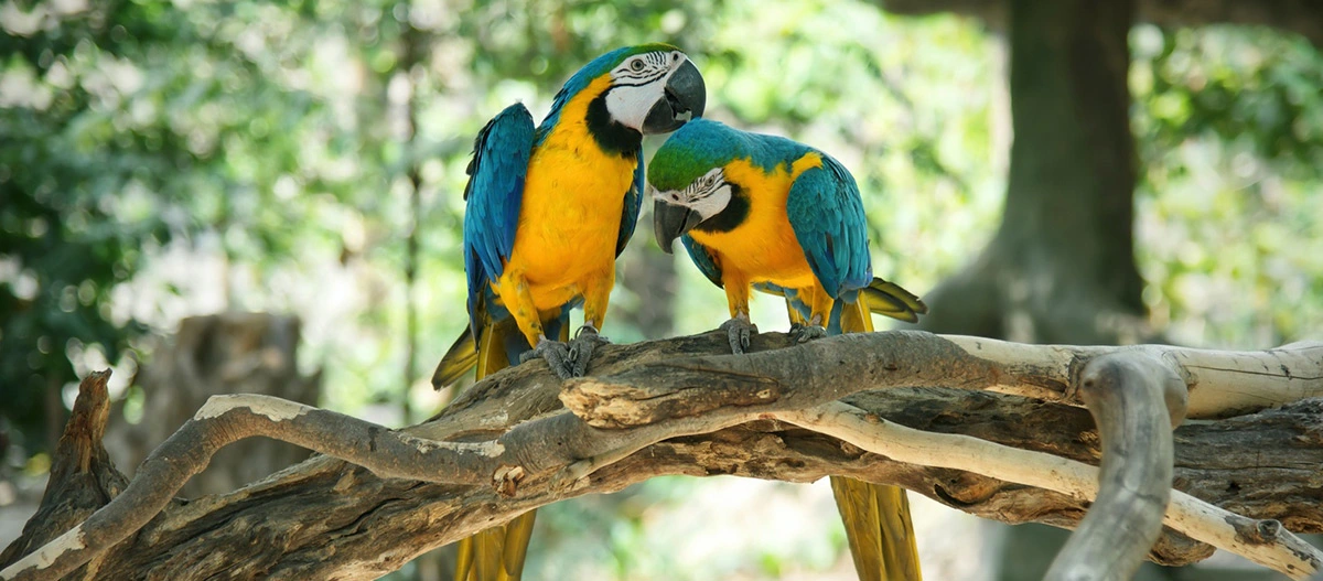 Deux aras bleu et jaune colorés perchés sur une branche dans un environnement naturel verdoyant.
