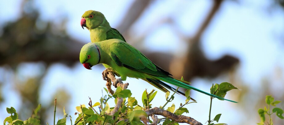 Zwei grüne Papageien sitzen auf einem Ast.