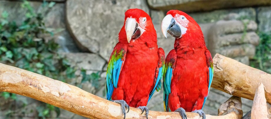 Zwei Ara Papageien sitzen auf einem Ast.