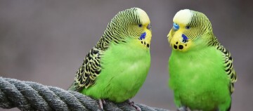 Deux perruches ondulées colorées au corps vert et à la tête jaune perchées sur une corde épaisse.