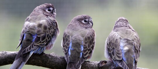Drei kleine Vögel mit braunen und blauen Federn sitzen eng nebeneinander auf einem Baumzweig.