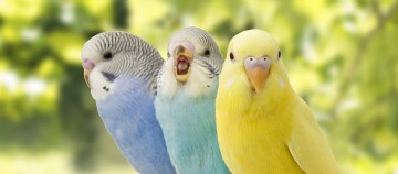 Drei farbenfrohe Wellensittiche in Blau, Hellblau und Gelb sitzen nebeneinander vor einem verschwommenen grünen Hintergrund.