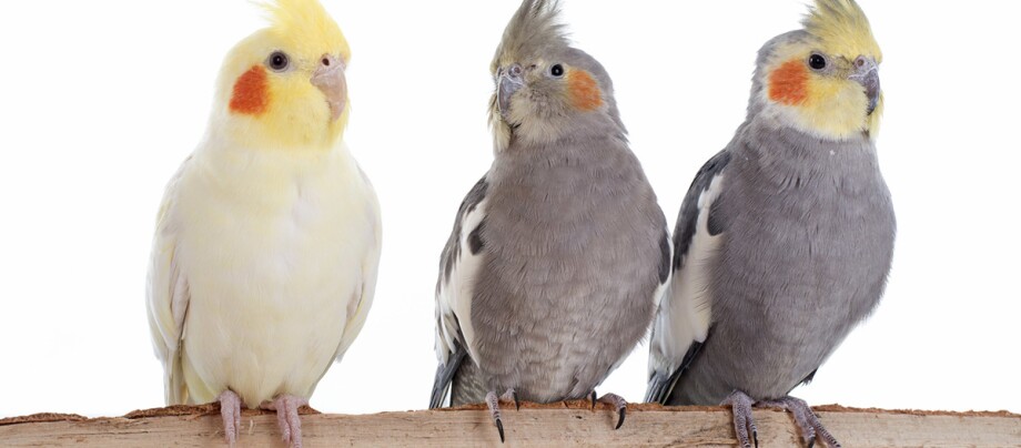 Drei Vögel auf einem Ast.