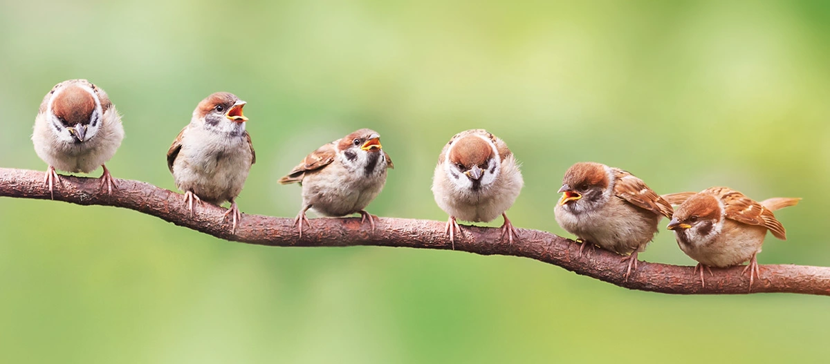 Six moineaux perchés sur une branche chantant avec un fond vert flou