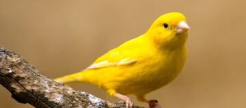 Nahaufnahme eines leuchtend gelben Kanarienvogels, der auf einem Baumzweig sitzt, mit weichem beigem Hintergrund.