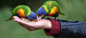 Zwei bunte Loris fressen aus der Hand einer Person vor grünem Hintergrund