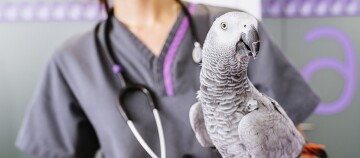 Graupapagei auf dem Arm eines Tierarztes mit Stethoskop in einer Tierklinik