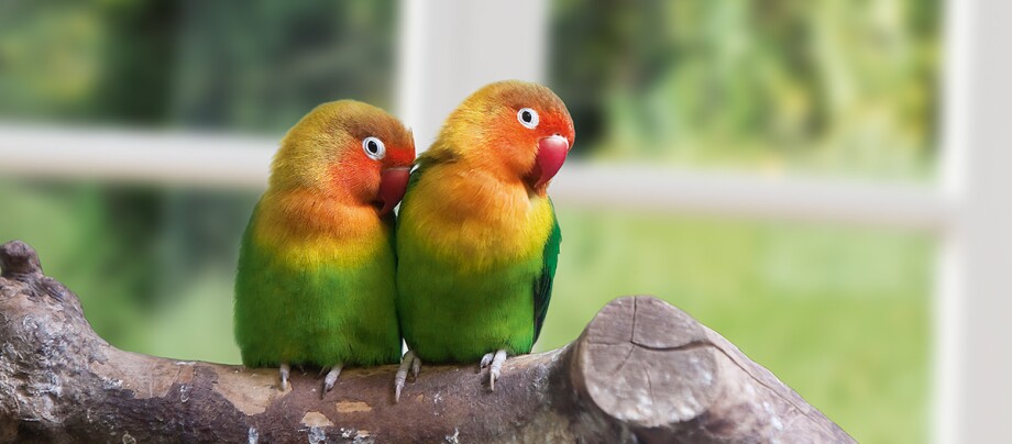 Zwei Papageien Agaporniden sitzen auf einem Ast.