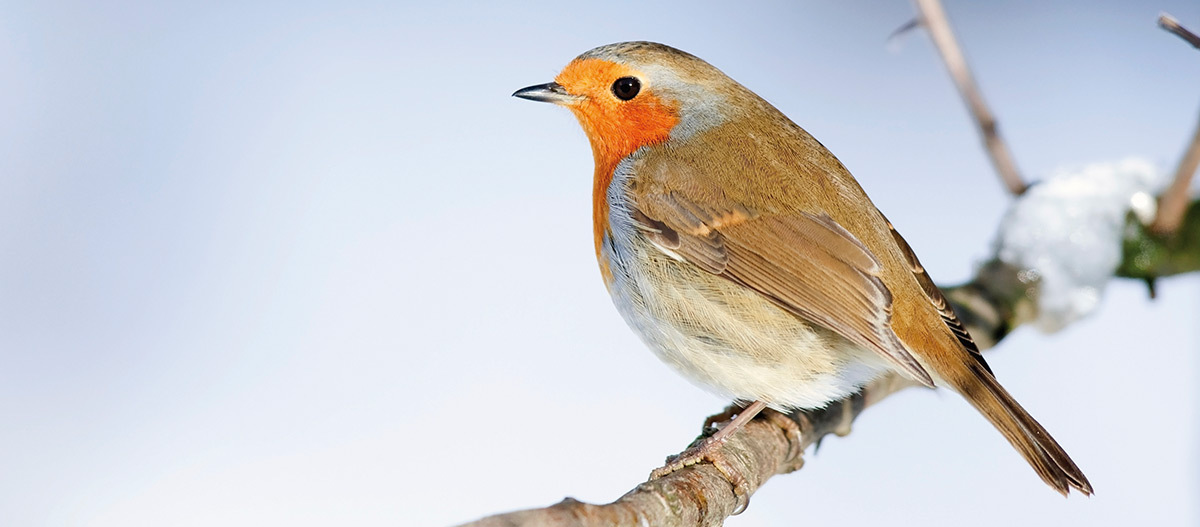 Ratgeber_Voegel_Rotkehlchen_auf_Ast_1200x527 Ein Vogel sitzt auf einem Ast.