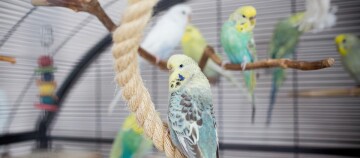 Bunte Wellensittiche in einem Vogelkäfig, ein Wellensittich sitzt auf einem dicken Seil, andere auf Holzstangen im Hintergrund