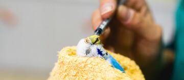 Kleiner Wellensittich wird vorsichtig mit einer Spritze gefüttert, eingewickelt in ein gelbes Handtuch, Vogelpflege und medizinische Behandlung