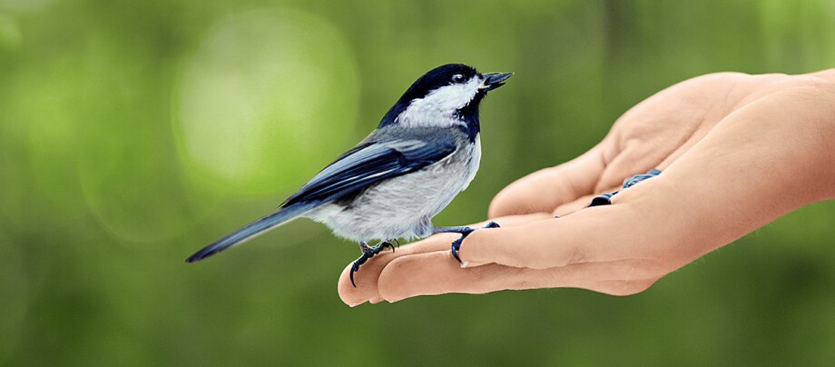 Ein Vogel sitzt auf einer Hand.
