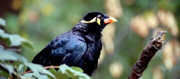 Nahaufnahme eines schwarzen Vogels mit orangefarbenem Schnabel und gelben Augenmarkierungen auf einem Ast in einem Wald.