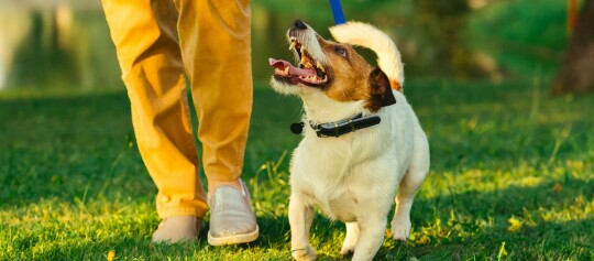 Ein Hund beim Obidience-Training.