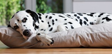 Dalmatiner auf Kissen