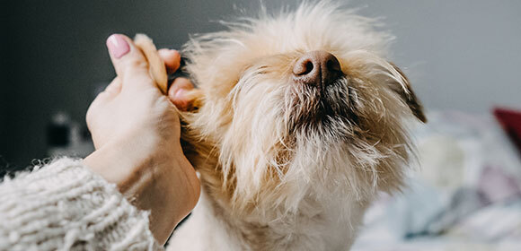 Soins des oreilles : nettoyer les oreilles des chiens | MAXI ZOO