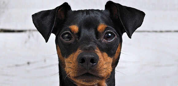 Ohrenpflege: reinigen bei Hunden FRESSNAPF
