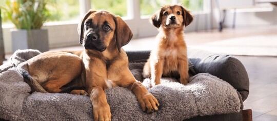 Zwei Hunde, ein großer brauner und ein kleiner flauschiger, liegen zusammen auf einem gemütlichen grauen Hundebett in einem hellen Wohnzimmer.