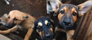 Drei Hunde im Zwinger