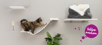 Tortoiseshell-Katze auf weißem, wandmontiertem Kletterregal mit Kuschelbett und Katzenspielzeug, DIY Katzenwandgestaltung