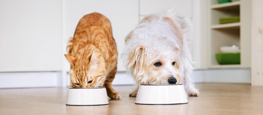 Ernährung Hund und Katze