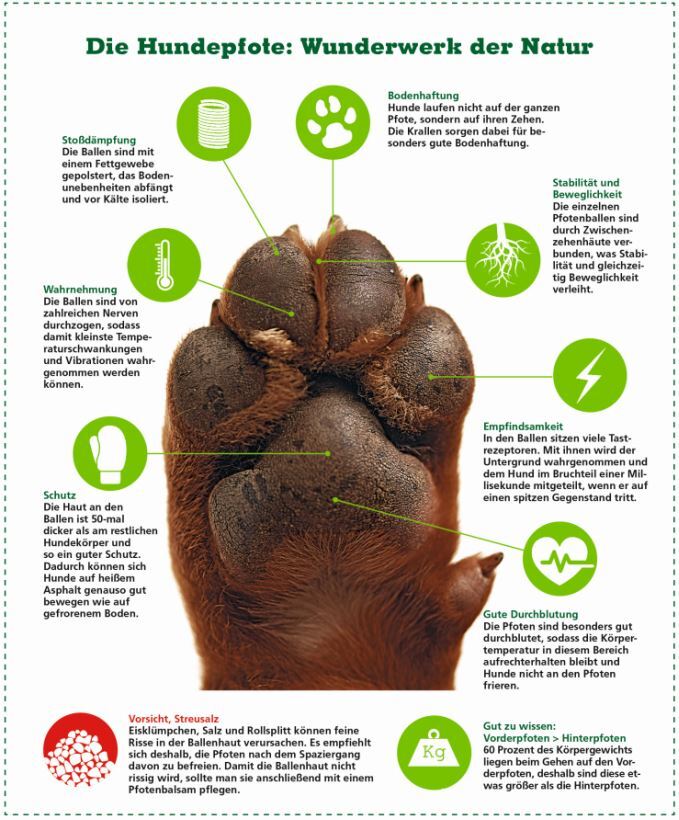 Pfotenpflege Beim Hund Infos Tipps FRESSNAPF Pfotenpflege Beim Hund Infos Tipps FRESSNAPF