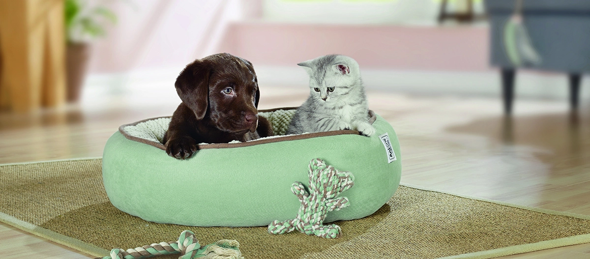Chiot chocolat et chaton tigré gris dans un lit pour animaux vert avec jouet sur tapis dans un salon