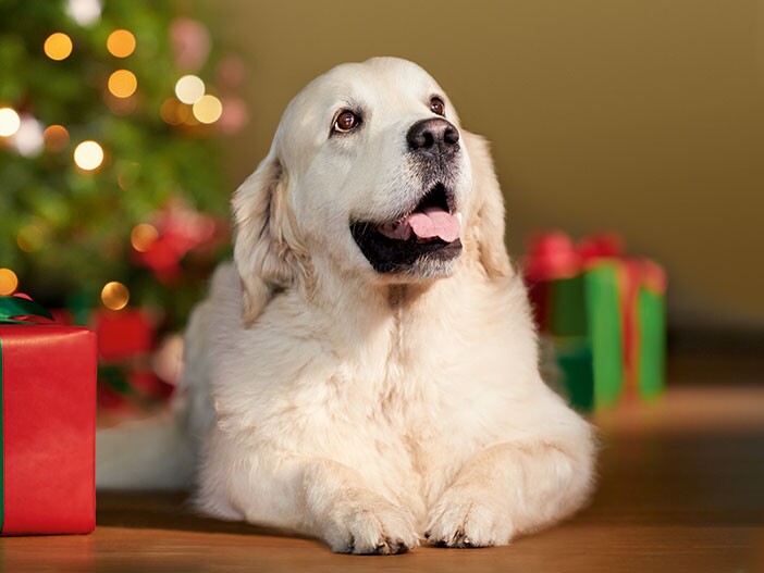 som Hoe luister Kerstmis met de hond: tips en trucs | MAXI ZOO