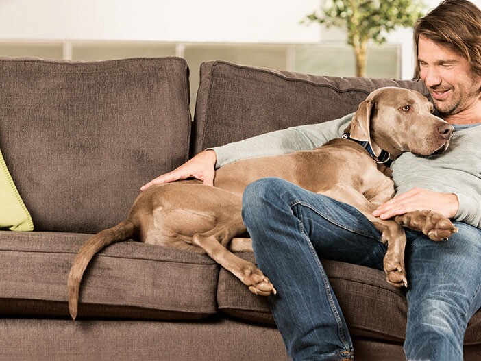 5 techniques pour empêcher son chien de monter sur le canapé
