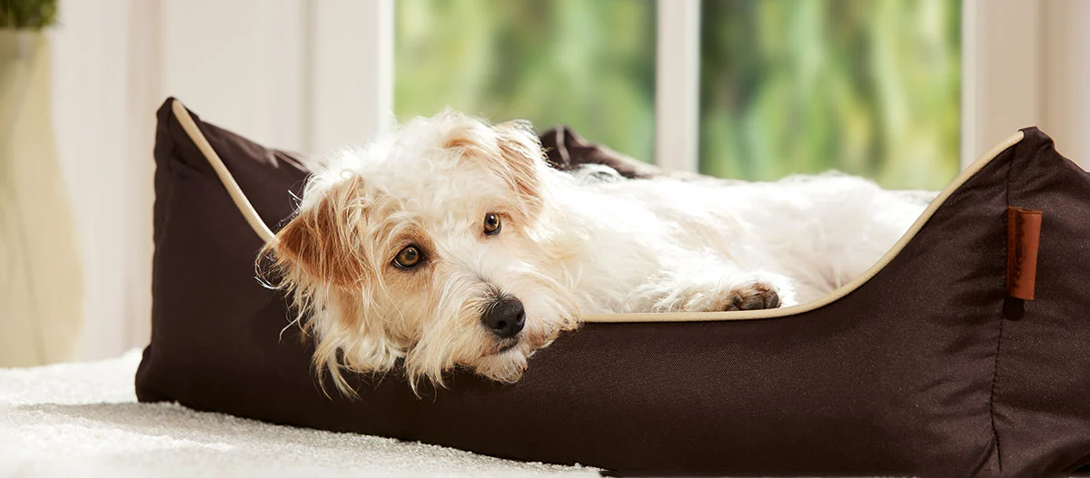 Petit chien blanc et marron allongé confortablement dans un panier marron dans un salon lumineux