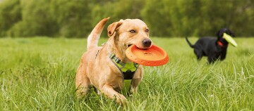 Two Labrador dogs playing in green grass with colorful frisbees, active outdoor dog play