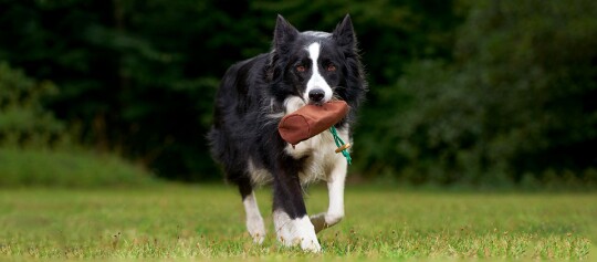Border Collie noir et blanc portant un dummy d'entraînement marron dans un champ vert
