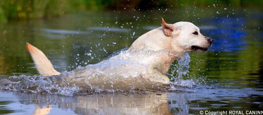Ein Hund springt durch Wasser.