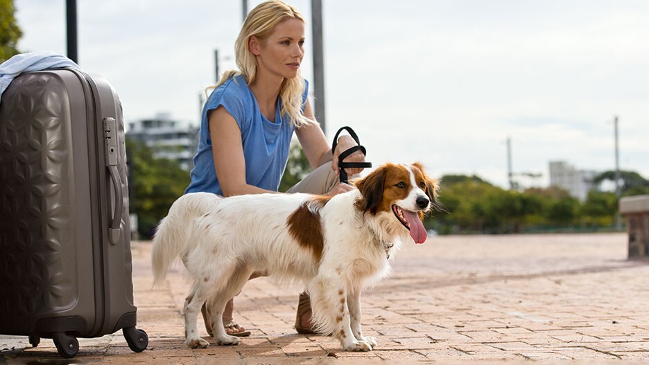 as top Verstrikking Tips en trucs voor reizen met de hond | MAXI ZOO