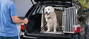 Ein Hund sitzt in einer Transportbox im Kofferraum