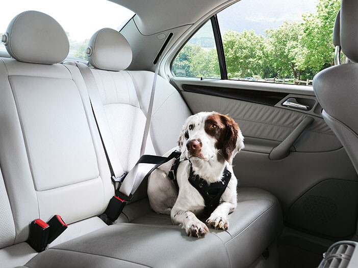 Gefahr: Hund nie im Auto alleine lassen