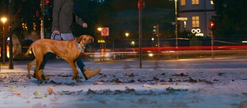 Osoba spacerująca nocą z brązowym psem na smyczy po oświetlonej ulicy miasta z brukiem i opadłymi liśćmi.