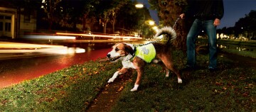 Hund mit reflektierender Sicherheitsweste beim nächtlichen Spaziergang an der Straße, gehalten an der Leine von einer Person, mit Lichtspuren vorbeifahrender Autos im Hintergrund.