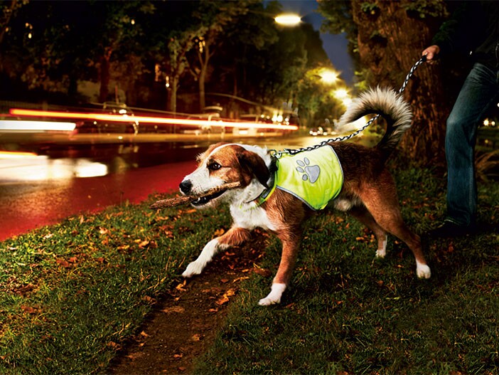 Hunde Sicherheitsgurt Ratgeber & Tests - So sorgen Sie für sichere