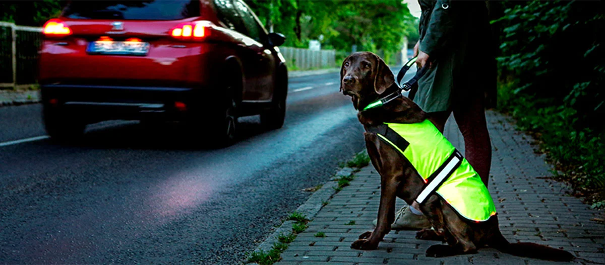 Chien brun foncé portant un gilet de sécurité réfléchissant jaune vif assis sur le trottoir à côté d'une personne au crépuscule près d'une voiture rouge en mouvement
