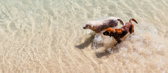 Zwei Hunde, ein heller und ein brauner, laufen im flachen, klaren Wasser am Strand.