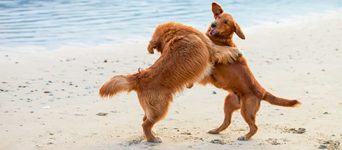 Zwei spielende Golden Retriever am Strand, die sich freundlich umarmen und auf den Hinterbeinen stehen.