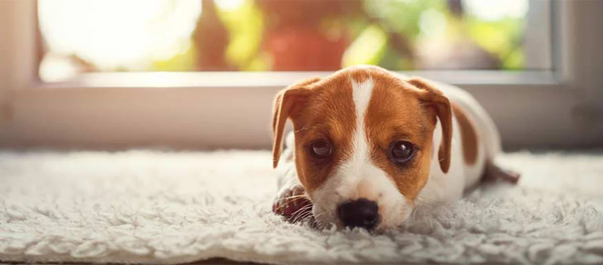 Adorable chiot marron et blanc allongé sur un tapis blanc moelleux devant une fenêtre lumineuse
