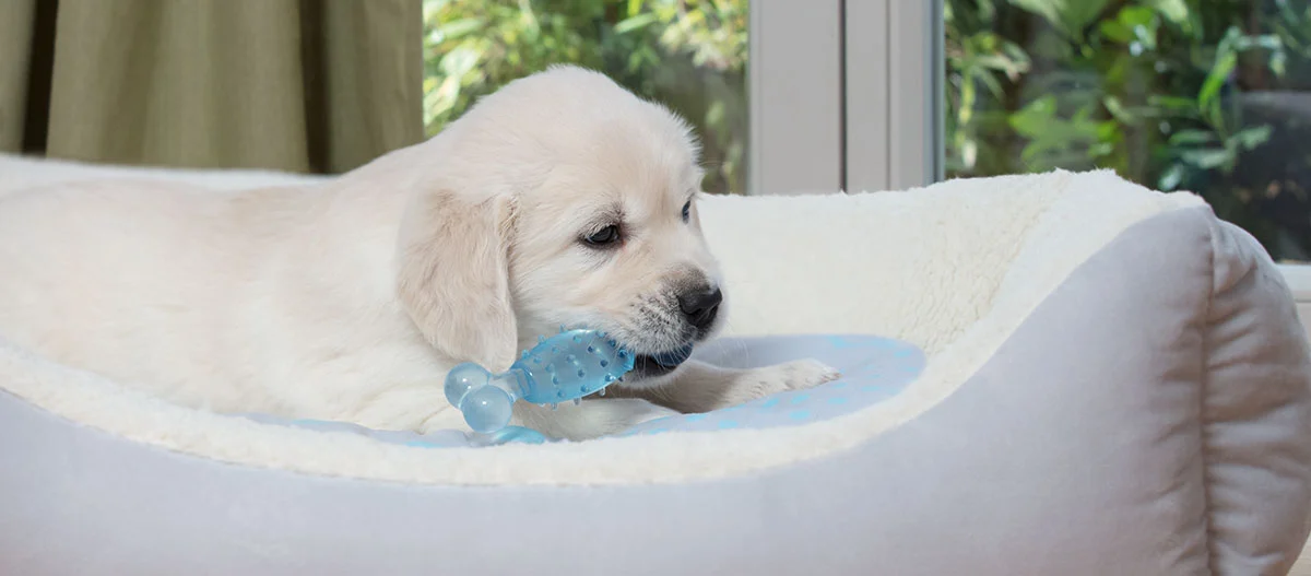 Labrador puppy ligt in een comfortabel hondenbed en kauwt op een blauw rubberen botvormig speeltje.