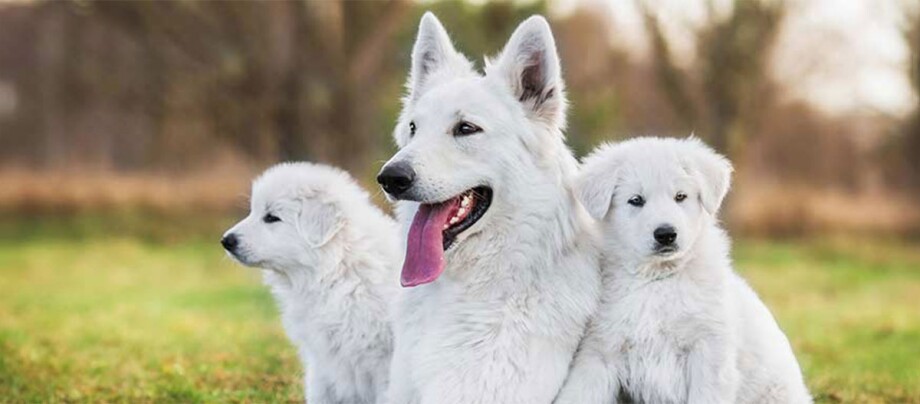 Zwei Welpen mit ihrer Hundemutter.