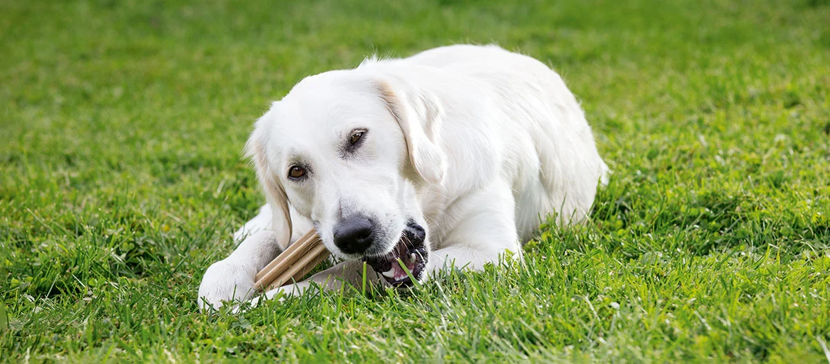 Witte hond liggend op groen gras kauwt op een kauwstaafje buiten