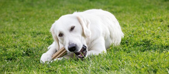 Chien blanc allongé sur l'herbe verte en train de mâcher un bâton à mâcher